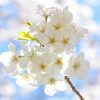 隅田公園の桜！場所取りや屋台の出るポイントとライトアップは？