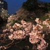 靖国神社の桜！超混雑の屋台、夜の時間帯がおすすめ！