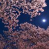 夜桜デートＩＮ関西！おすすめの服装と持ち物は？