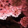 夜桜ライトアップ2017！ＩＮ京都！食事と贅沢なコースは？